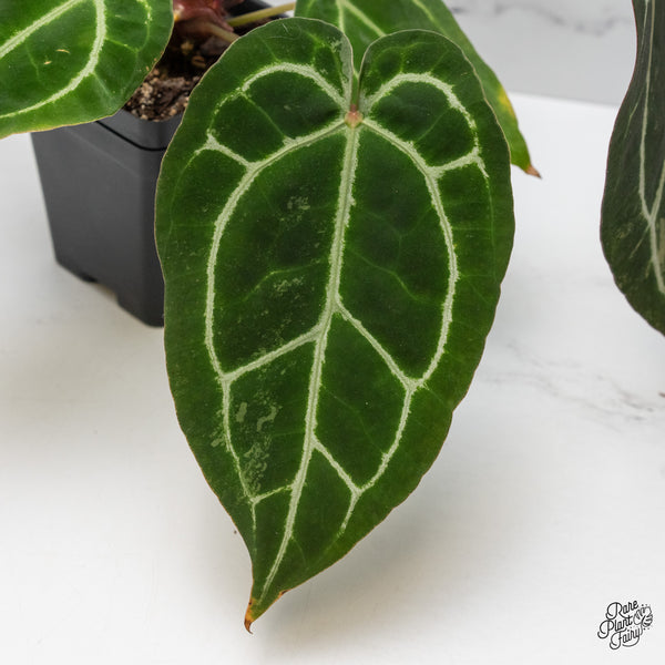 Anthurium NSE Red Crystallinum x Crystallinum Variegated (wk50-UA)