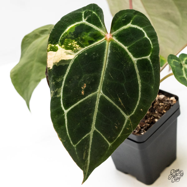 Anthurium NSE Red Crystallinum x Crystallinum Variegated (wk50-UA)