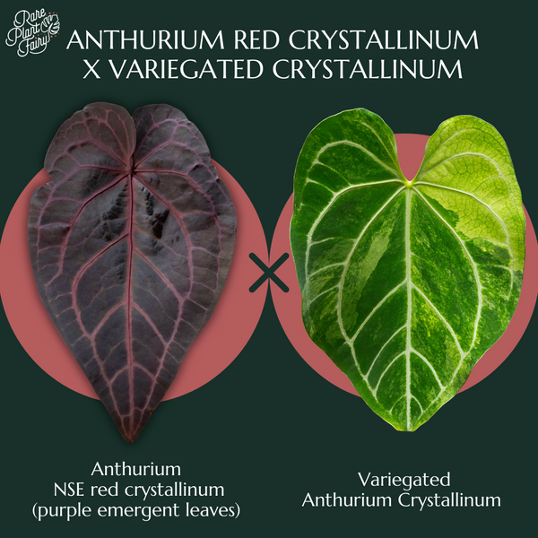 Anthurium NSE red crystallinum (purple emergent) x crystallinum *Grower's Choice*