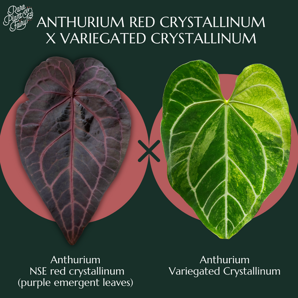 Anthurium NSE Red Crystallinum x Variegated Crystallinum (wk37-B)