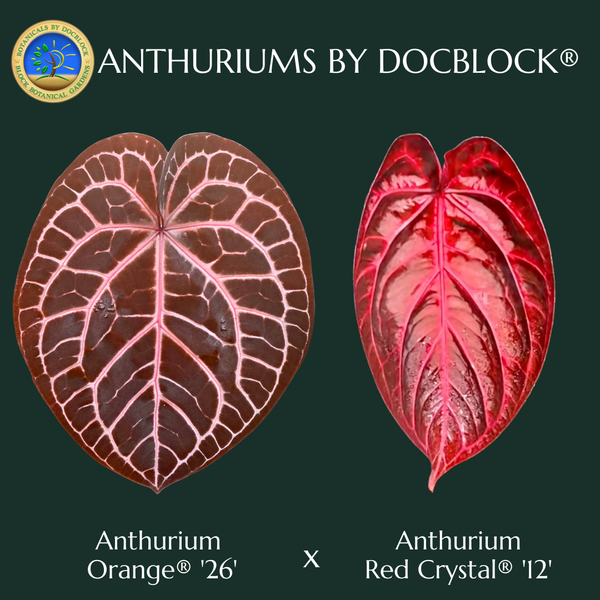 Anthurium Orange '26' x DocBlock Red Crystal '12' by DocBlock® *Grower's choice*