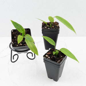 Anthurium Pallidiflorum