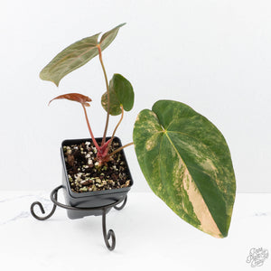 Anthurium Papillamnium × 'Ralph Lynam' variegated (wk23-UA)