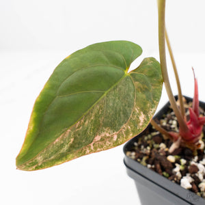 Anthurium Papillamnium × 'Ralph Lynam' variegated (wk23-UA)