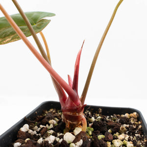 Anthurium Papillamnium × 'Ralph Lynam' variegated (wk23-UA)