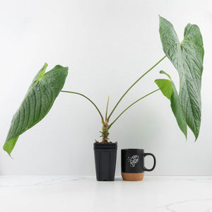 Anthurium Papillilaminum x Rugulosum ('Canal Queen') by Jay Vannini (wk36-L228)
