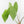 Anthurium Papillilaminum x Rugulosum ('Canal Queen') by Jay Vannini (wk36-L228)