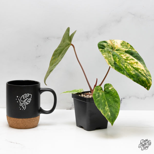 Anthurium Papillilaminum x Dressleri 'Rio Gaunche' (wk48-UA)