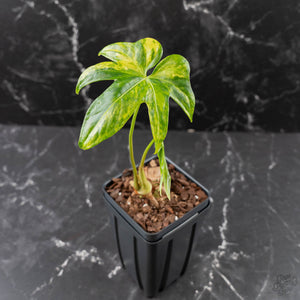 Anthurium Pedatoradiatum Variegated (w42-L385)