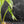 Anthurium Pedatoradiatum Variegated (w42-L385)