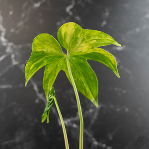 Anthurium Pedatoradiatum Variegated (w42-L385)