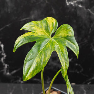 Anthurium Pedatoradiatum Variegated (w42-L385)