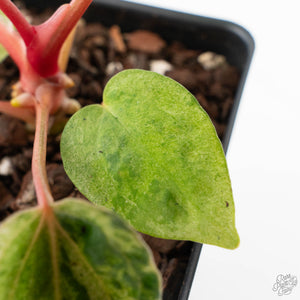 Anthurium Portillae x Ace of Spades Variegated (wk40-U157)