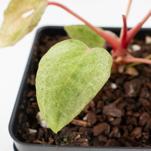 Anthurium Portillae x Ace of Spades Variegated (wk40-U157)