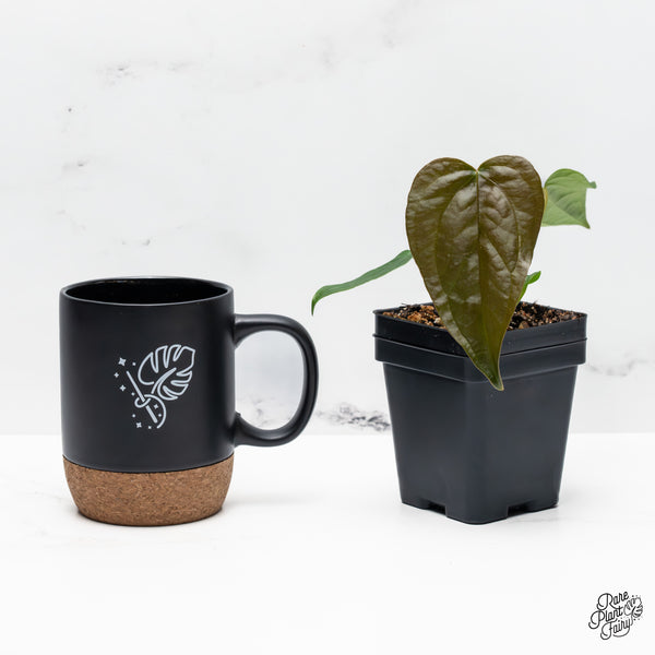 Anthurium 'Queen of Hearts' *Grower's Choice*