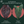 Anthurium red crystallinum (NSE purple emergent) x portilloi (Ree Gardens) *Grower's choice*