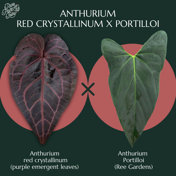 Anthurium red crystallinum (NSE purple emergent) x portilloi (Ree Gardens) *Grower's choice*