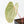 Variegated Anthurium sp. 