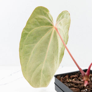 Variegated Anthurium sp. "RPF Living Wall" NOID (wk32-UH)