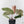 Anthurium Red Crystal Blush Variegated (wk44-U195)