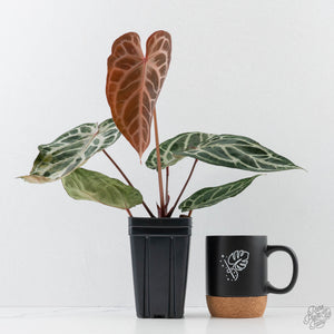Anthurium Red Crystal Blush Variegated (wk44-U195)