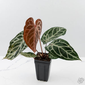 Anthurium Red Crystal Blush Variegated (wk44-U195)