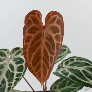 Anthurium Red Crystal Blush Variegated (wk44-U195)