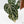 Anthurium Red Crystal Blush Variegated (wk44-U195)