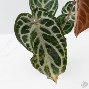 Anthurium Red Crystal Blush Variegated (wk44-U195)