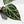 Anthurium Red Crystal Blush Variegated (wk44-U195)