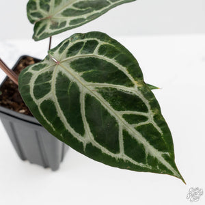 Anthurium Red Crystal Blush Variegated (wk44-U195)