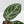 Anthurium Red Crystal Blush Variegated (wk44-U195)