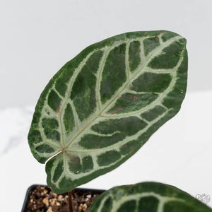 Anthurium Red Crystal Blush Variegated (wk44-U195)