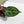 Anthurium Red Crystal Blush Variegated (wk44-U195)