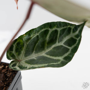 Anthurium Red Crystal Blush Variegated (wk44-U195)