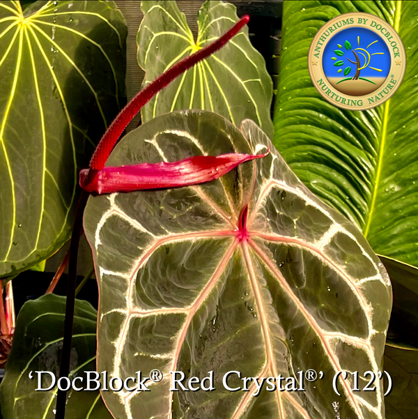 Anthurium Red Crystal '12' x  Michelle '1' by DocBlock® *Grower's choice*