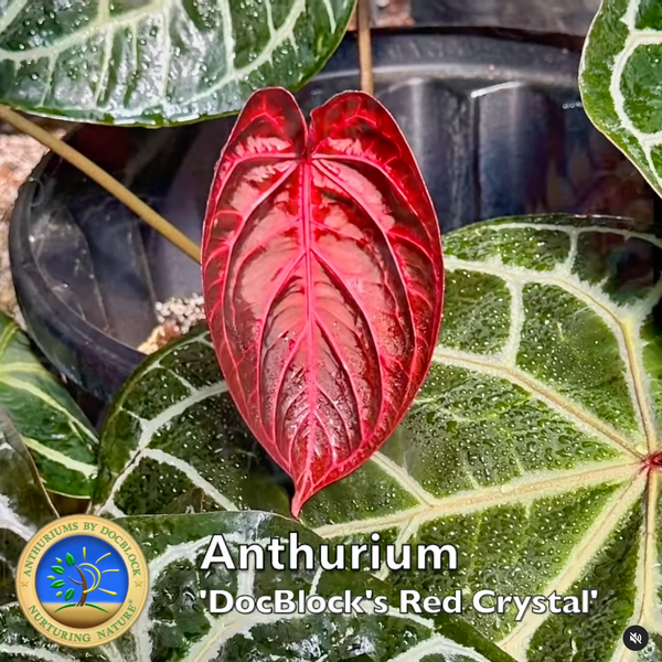 Anthurium Thor's Lightning '51' x  Red Crystal '12' by DocBlock® *Grower's choice*