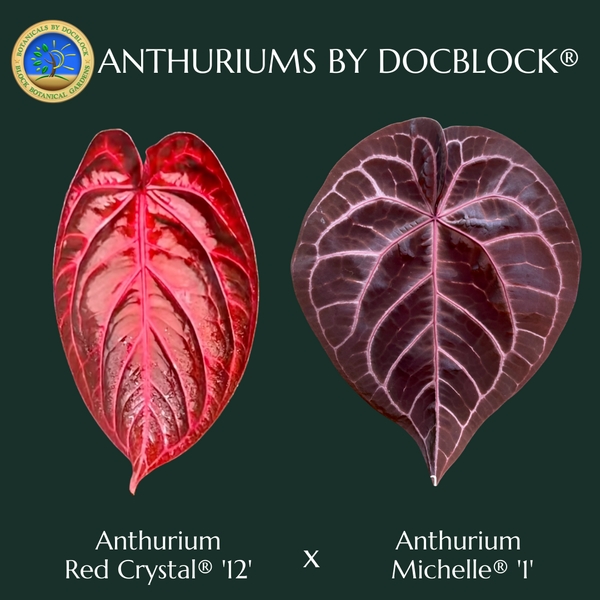Anthurium Red Crystal '12' x  Michelle '1' by DocBlock® *Grower's choice*