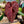 Anthurium Red Velvet Cake '24' x Home, Sweet Home '32' by DocBlock® *Grower's choice*