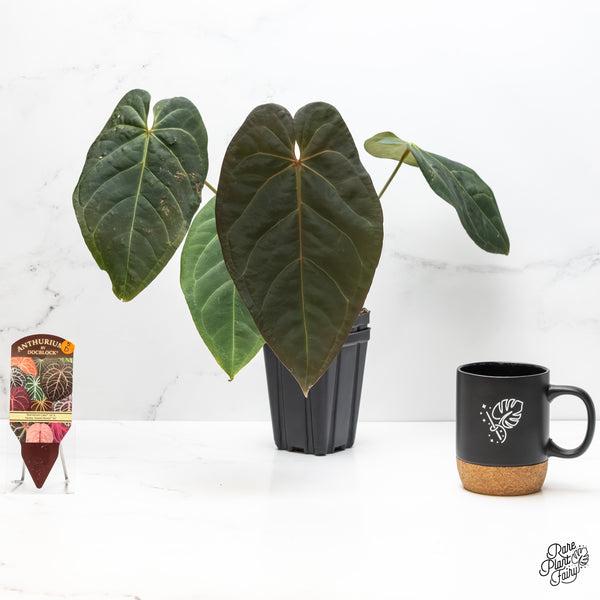 Anthurium Red Velvet Cake '24' x Home, Sweet Home '32' by DocBlock® (wk5-D)