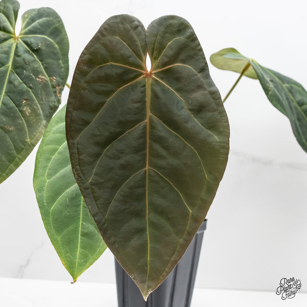 Anthurium Red Velvet Cake '24' x Home, Sweet Home '32' by DocBlock® (wk5-D)