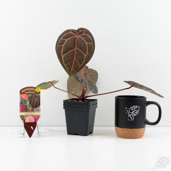 Anthurium Red Velvet Cake '24' x Home, Sweet Home '32' by DocBlock® (wk9-M)