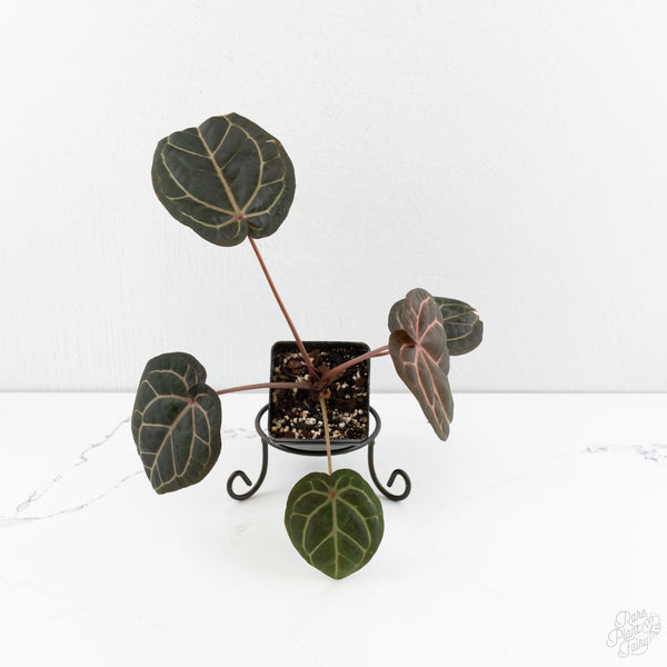 Anthurium Red Velvet Cake '24' x Home, Sweet Home '32' by DocBlock® (wk9-M)