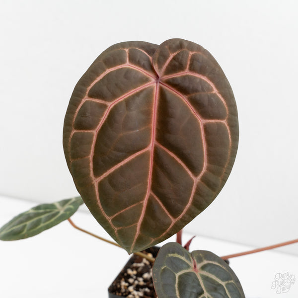 Anthurium Red Velvet Cake '24' x Home, Sweet Home '32' by DocBlock® (wk9-M)