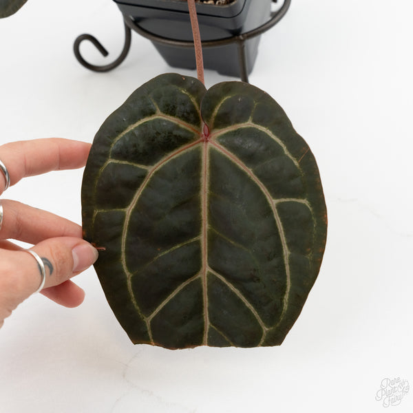 Anthurium Red Velvet Cake '24' x Home, Sweet Home '32' by DocBlock® (wk9-M)