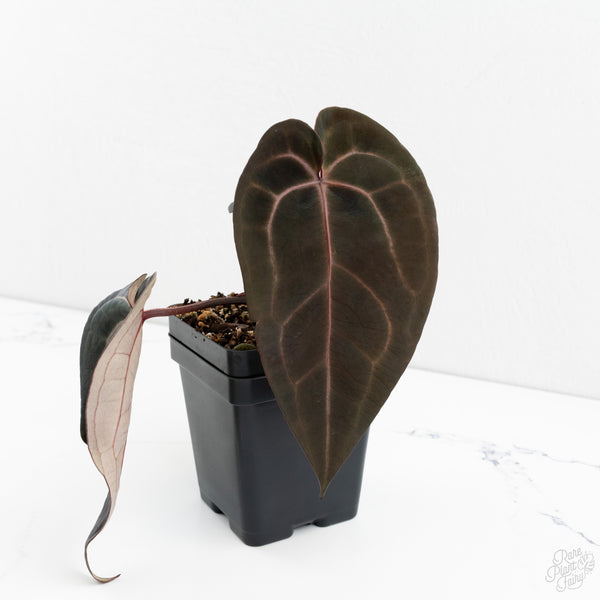 Anthurium Red Velvet Cake '24' x Red Velvet Cake '24' by DocBlock® (wk9-Y)