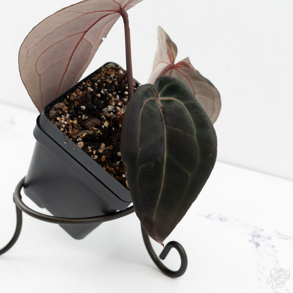 Anthurium Red Velvet Cake '24' x Red Velvet Cake '24' by DocBlock® (wk9-Y)