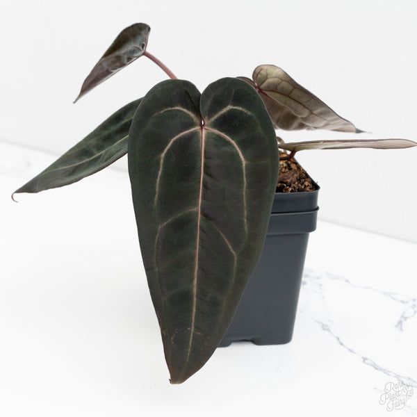 Anthurium Red Velvet Cake '24' x Red Velvet Cake '24' by DocBlock® (wk9-Z)