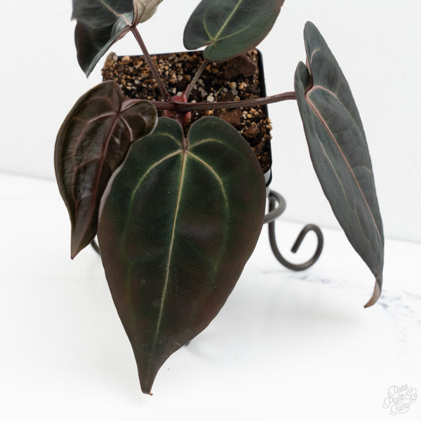 Anthurium Red Velvet Cake '24' x Red Velvet Cake '24' by DocBlock® (wk9-Z)