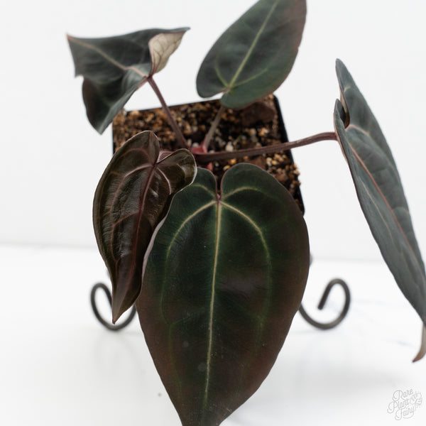 Anthurium Red Velvet Cake '24' x Red Velvet Cake '24' by DocBlock® (wk9-Z)